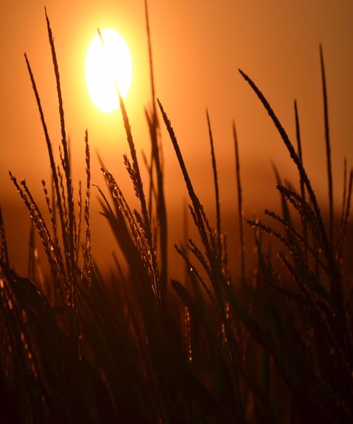 Free stock photo of evening sun, spikelets, sun Stock Photo