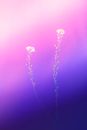 Purple Flower in Macro Lens