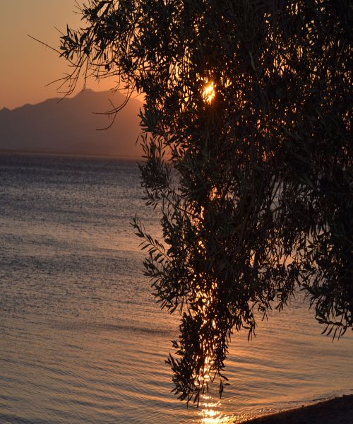 Free stock photo of evening sun, leaves on the tree, tree Stock Photo