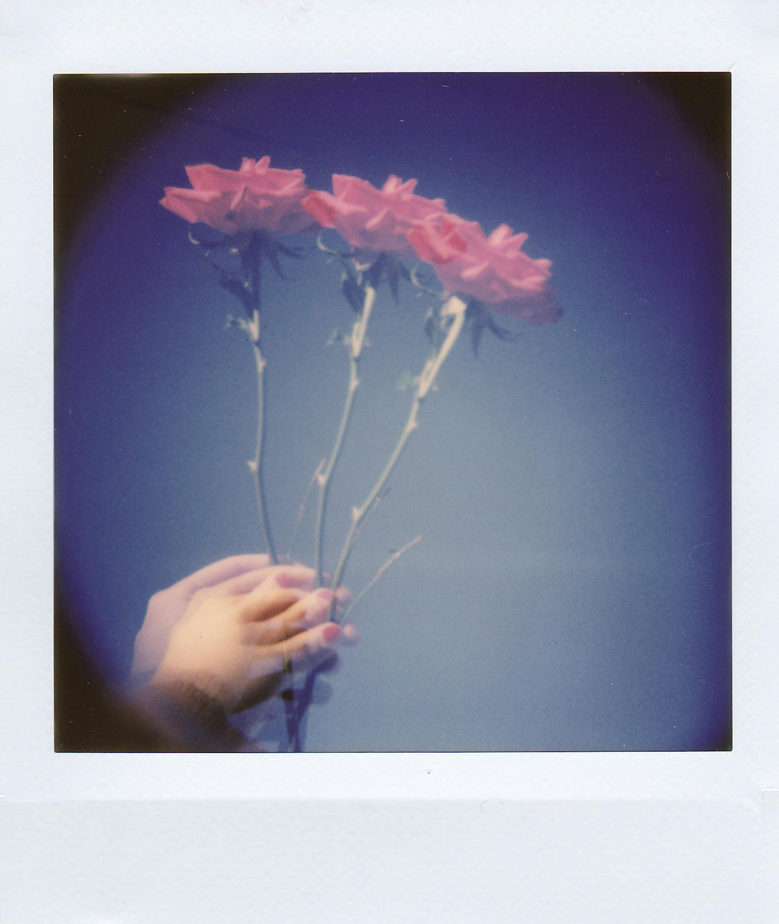 A creative multiple exposure image of a hand holding roses, shot in a Polaroid style.