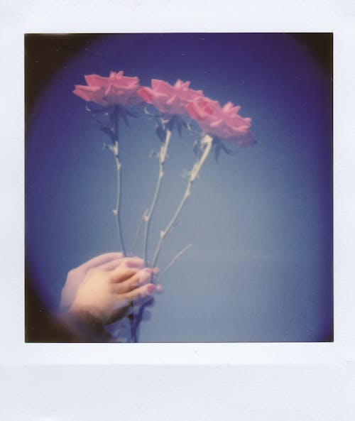 Bezpłatne Darmowe zdjęcie z galerii z estetyczny, kwiat, pionowy strzał Zdjęcie z galerii