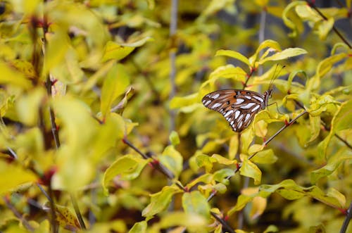 Close-Up Shot of a Butterfly Perched on a Leaf