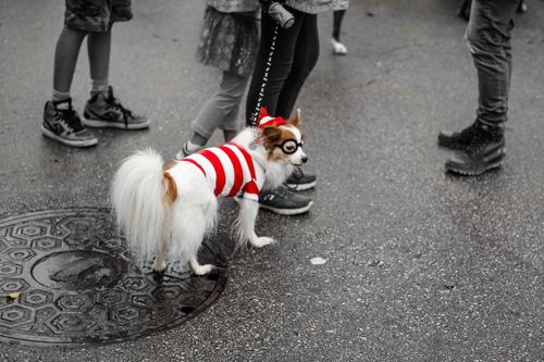 Free stock photo of cute dog, dog, dress up Stock Photo