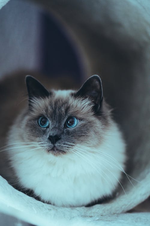 100+ Best Pussy Photos · 100 Free Download · Pexels Stock Photos