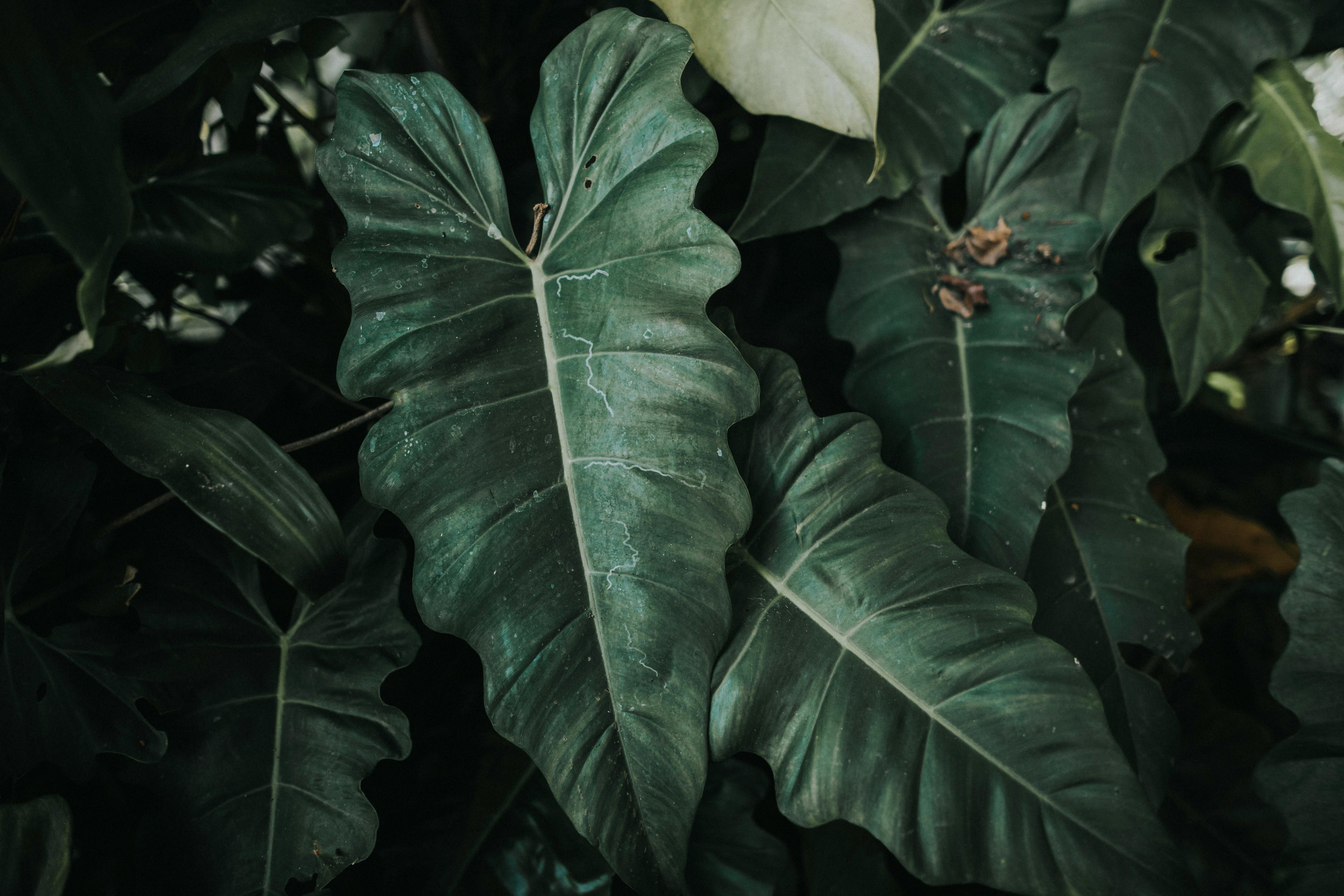 Lush tropical foliage displaying intricate leaf patterns and deep green hues.
