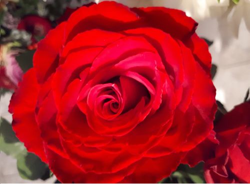 Free stock photo of rose Stock Photo