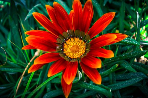 Free Bright orange Gazania flower with green foliage, showcasing vivid colors and natural beauty. Stock Photo