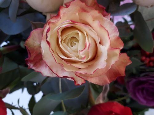 Free stock photo of rose Stock Photo