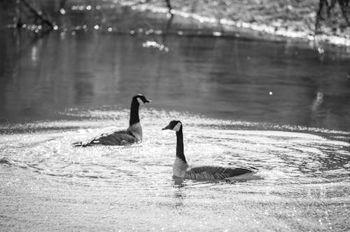 Grayscale Photo of Geese on Water