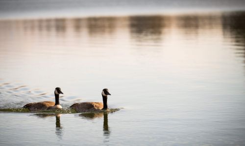 Free Pair of Canadian Geese swimming in a tranquil lake setting during the day. Stock Photo