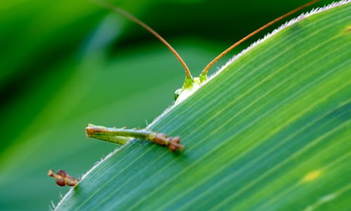 Free Green Insect Behind Green Leaf Stock Photo