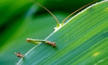 Green Insect Behind Green Leaf