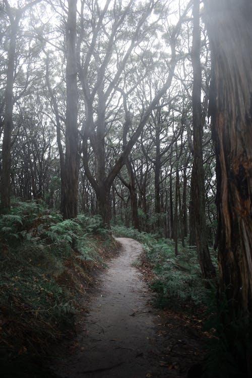 Foto profissional grátis de árvores, calçada, floresta