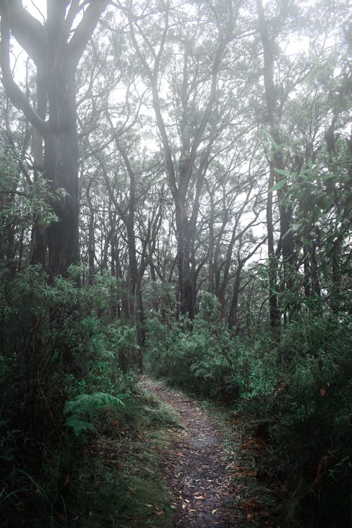 Footpath Between Forest trees