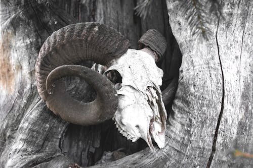Animal Skull on Tree Trunk