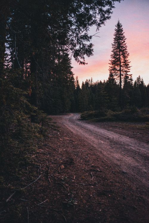 Free A peaceful dirt road winding through a dense forest during a vibrant sunset in Bass Lake, CA. Stock Photo