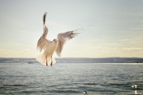 Základová fotografie zdarma na téma létání, moře, oceán