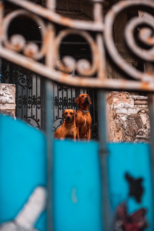 Kostenloses Stock Foto zu brasil, brauner hund, großer hund