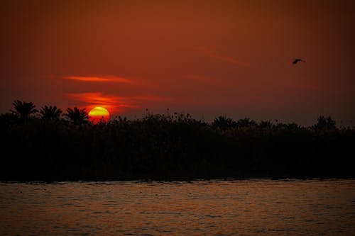 Silhouette of Trees during Sunset