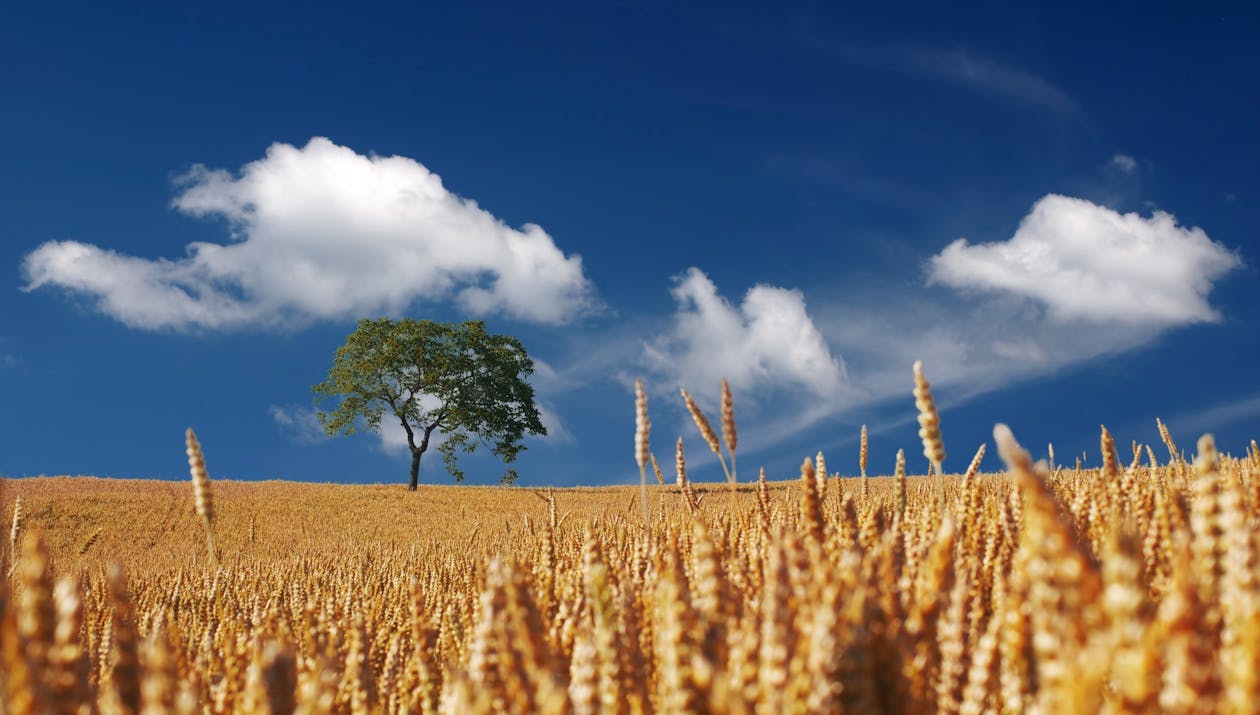 Trees on Yellow Wheat Field Under Blue Sky