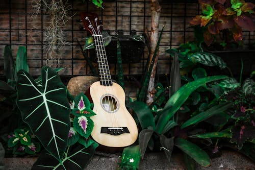 Free Acoustic Ukulele placed near stone wall in garden Stock Photo