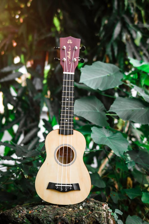 Ukulele placed on stone in garden with green plants