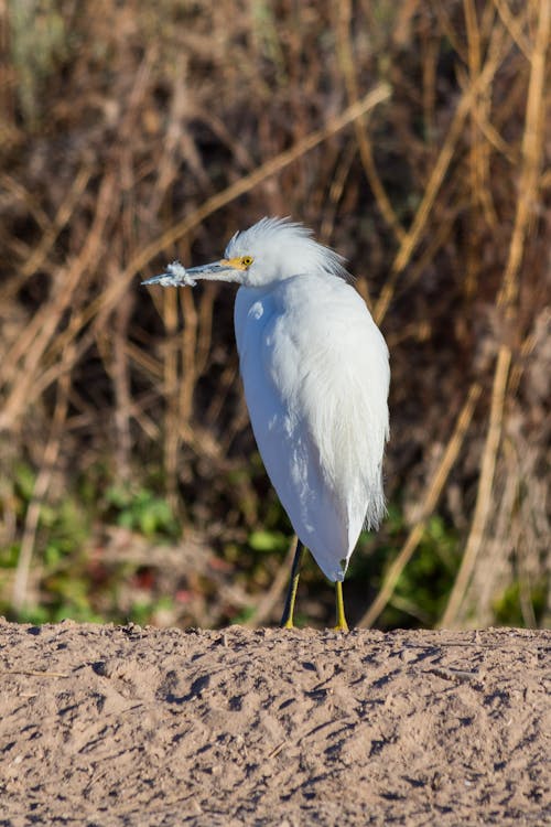 Snowy Egret Perched on Sand