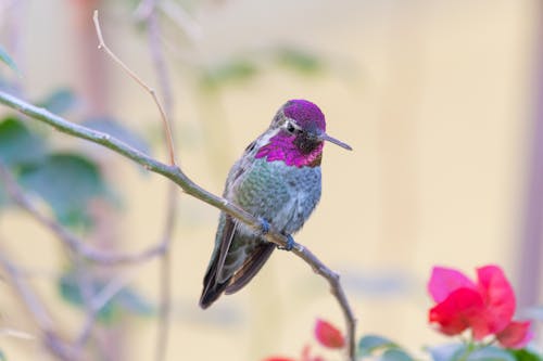 A Hummingbird Perched on a Branch