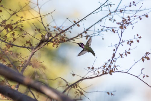 A Bird Flying Near a Perched Bird on Tree