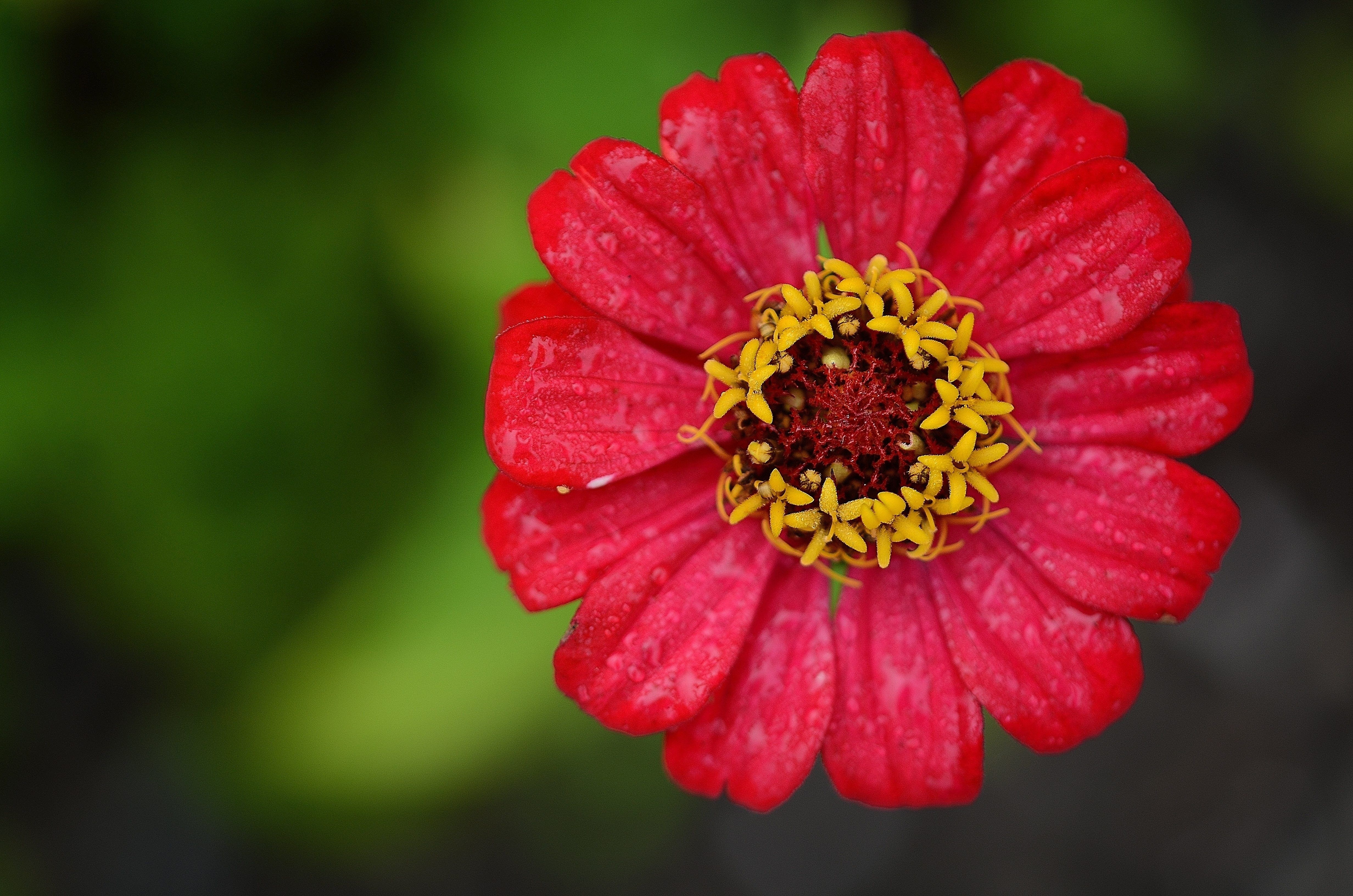 red-dahlia-flower-free-stock-photo