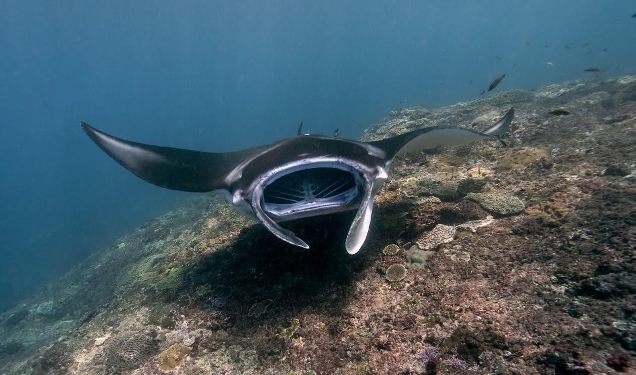 Giant Manta Ray Swimming Underwater