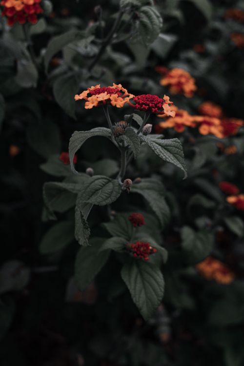 Free Close-up of vibrant lantana flowers against dark green leaves, showcasing natural beauty. Stock Photo