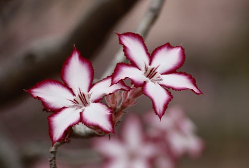 Gratis Foto Makro Bunga Putih Dan Merah Muda Foto Stok