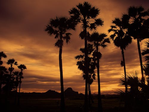 Silhouet Van Coconut Tree Tijdens Bewolkte Dag