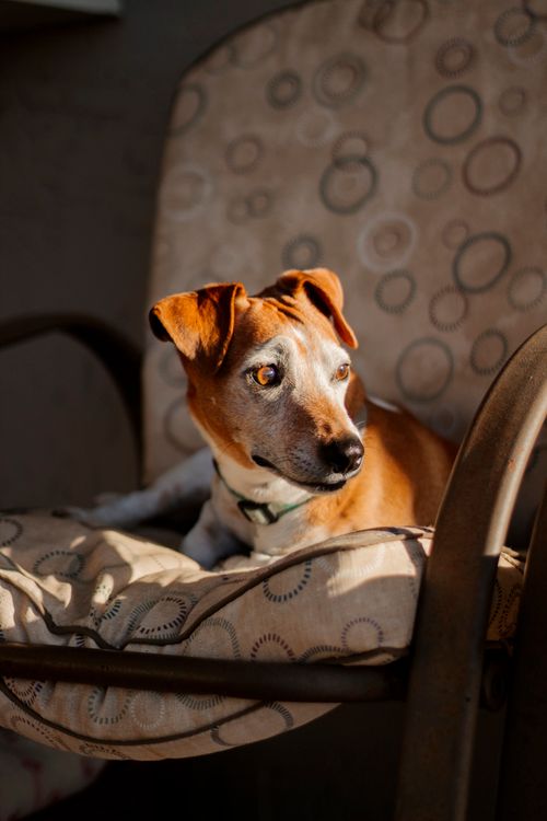 Free Adorable Jack Russell Terrier with brown fur and white spots lying on comfortable armchair in room with bright sunlight at home Stock Photo