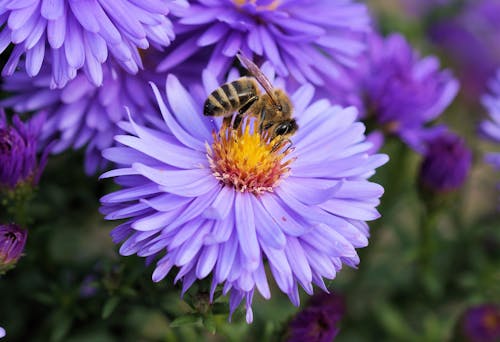 Free A macro shot of a bee pollinating a vibrant purple aster with rich detail. Stock Photo