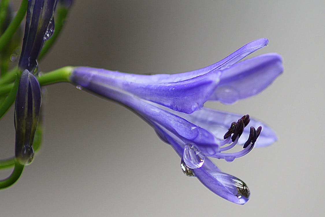 免费 紫色植物 素材图片
