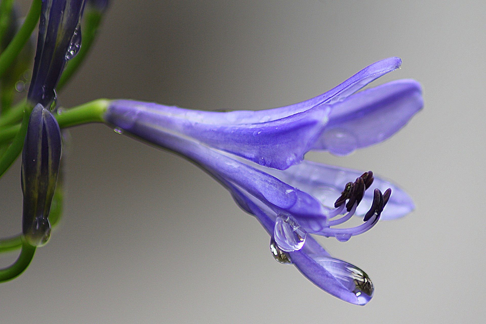 Purple Plant