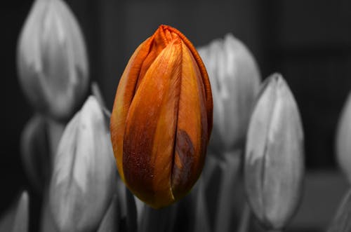 Fotografi Warna Selektif Tulip Oranye