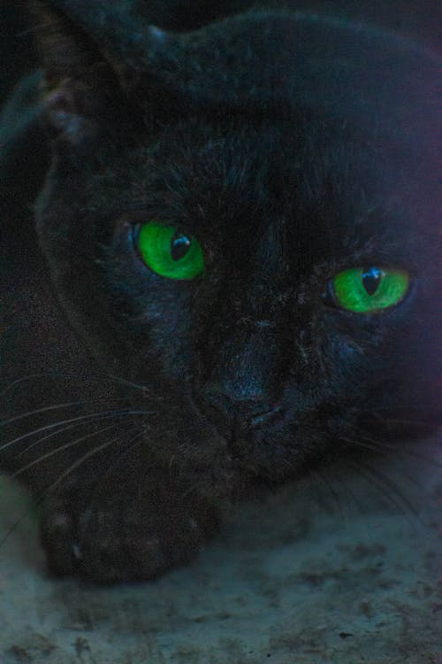 Free stock photo of black cat, cat eye, cat eyes