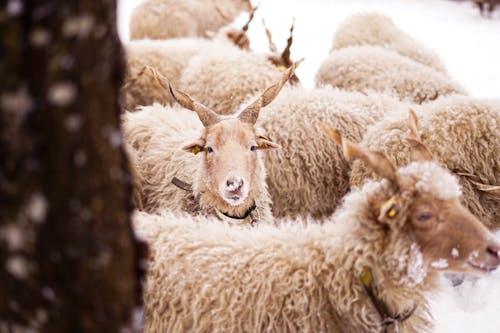 Sheep with Horns Walking on Snow