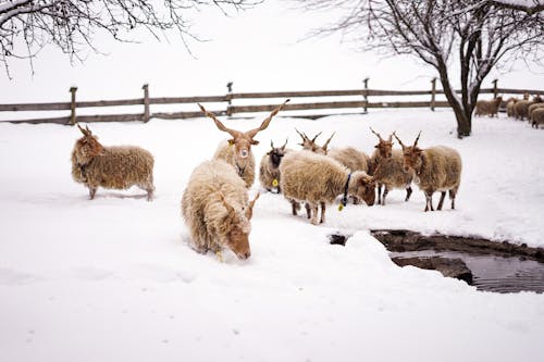 冬季, 動物攝影, 围栏 的 免费素材图片