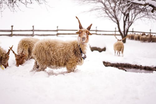冬季, 動物攝影, 哺乳動物 的 免费素材图片