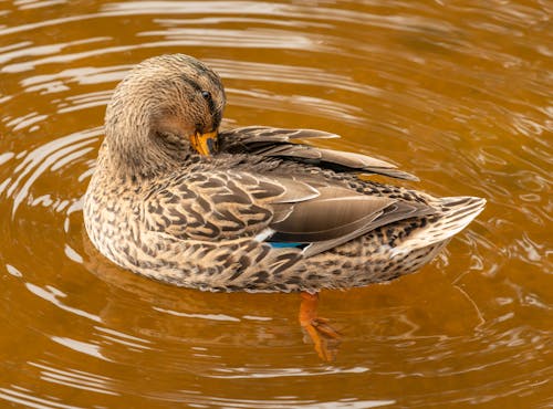 Free American Black Duck on Water Stock Photo