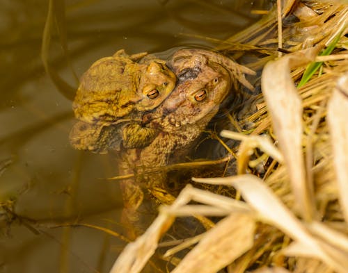 Frogs on Water