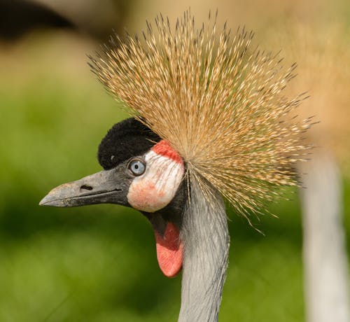 Grey Crowned Crane Bird in Close Up Photography