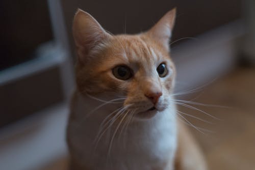 Orange Tabby Cat in Close Up Photography