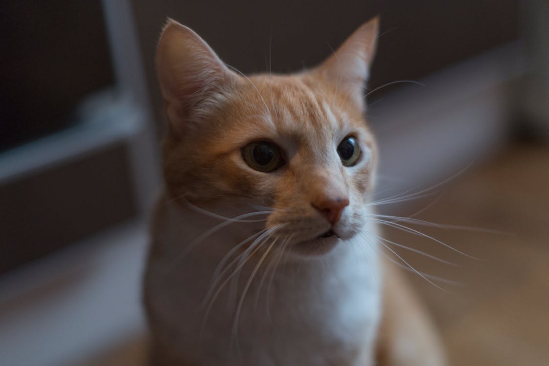 Free Charming close-up of a ginger cat with expressive eyes and whiskers. Stock Photo
