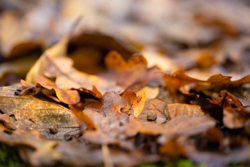 무료 가을, 간, 갈색의 무료 스톡 사진