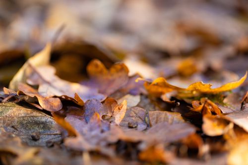 Free A selective focus view of brown autumn leaves scattered on the ground, capturing seasonal beauty. Stock Photo